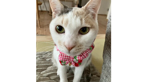 パステルちゃん