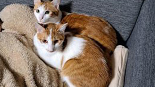 抹茶くんとココアくん