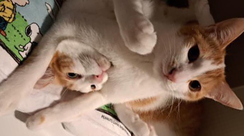 抹茶くんとココアくん