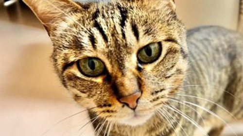 とらじろうくん