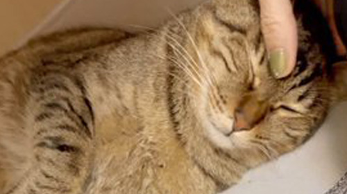 とらじろうくん