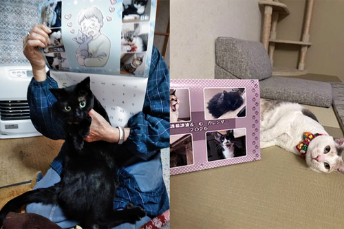 2026年保護猫譲渡るーむカレンダー