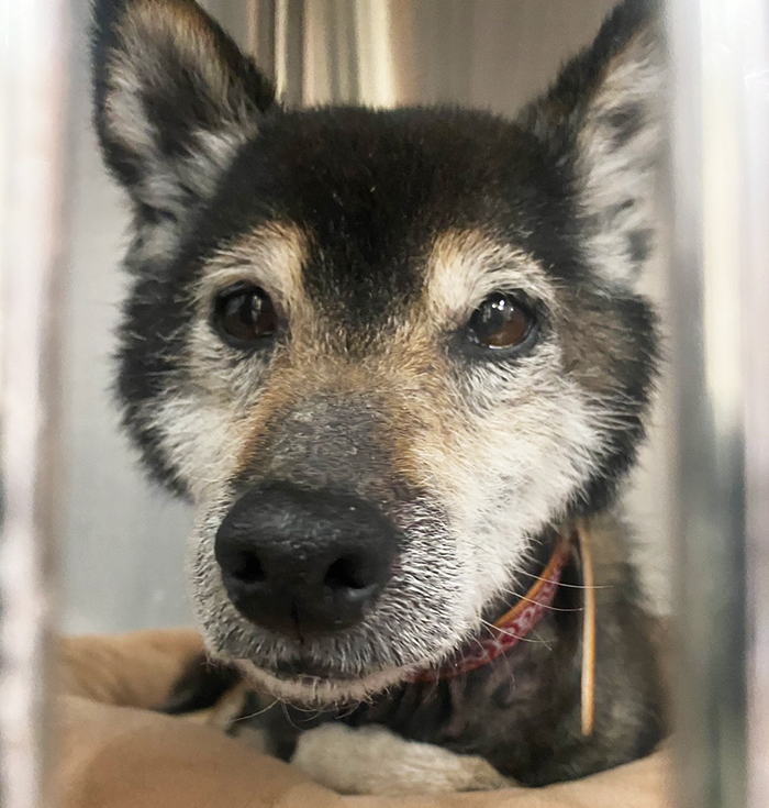 ゆい、13歳、メス