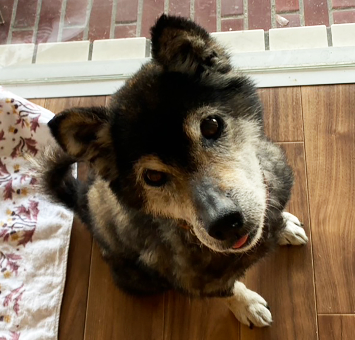 ゆい、13歳、メス